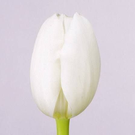 Tulip -Royal Virgin (White) 40cm
