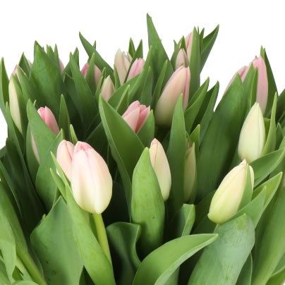 Tulip -Dynasty (Light Pink) 40cm