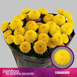 Dutch Chrysanthemum- Limoncello 70cm (5 stems)