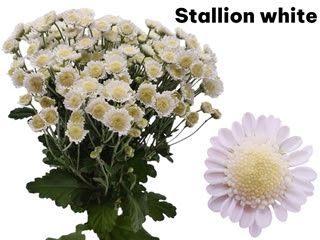 Dutch Chrysanthemum- Stallion White 70cm (5 stems)
