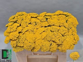 Achillea - (Yellow) 50cm
