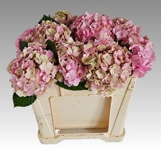 Hydrangea Adora 50cm (PER STEM)