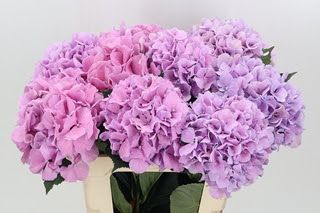 Hydrangea Royal Benefit 60cm (PER STEM)