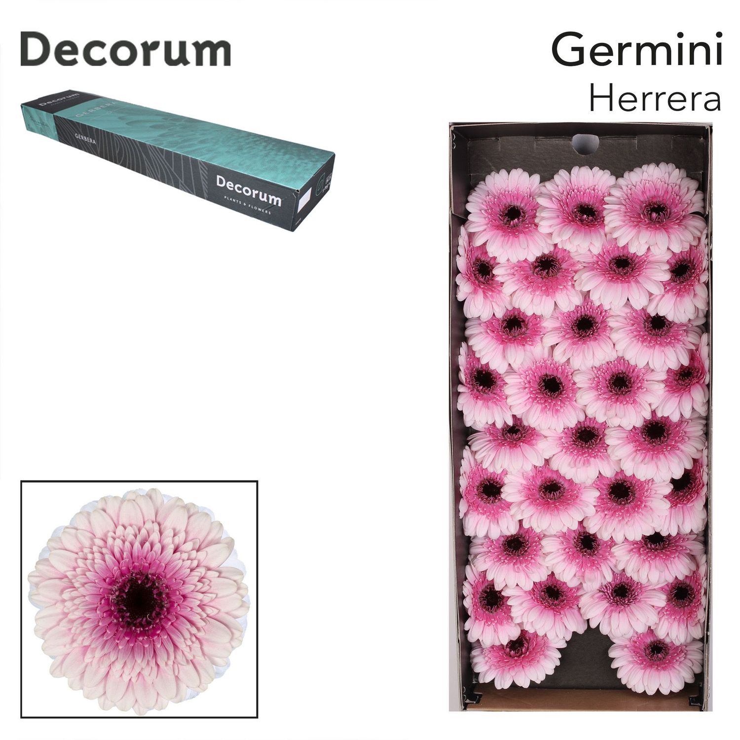 Gerbera Pink 45cm