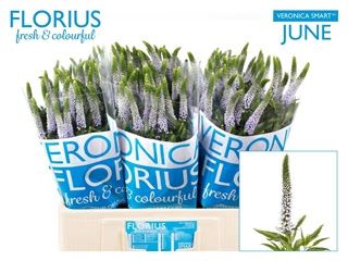 Veronica 60cm - Clea June