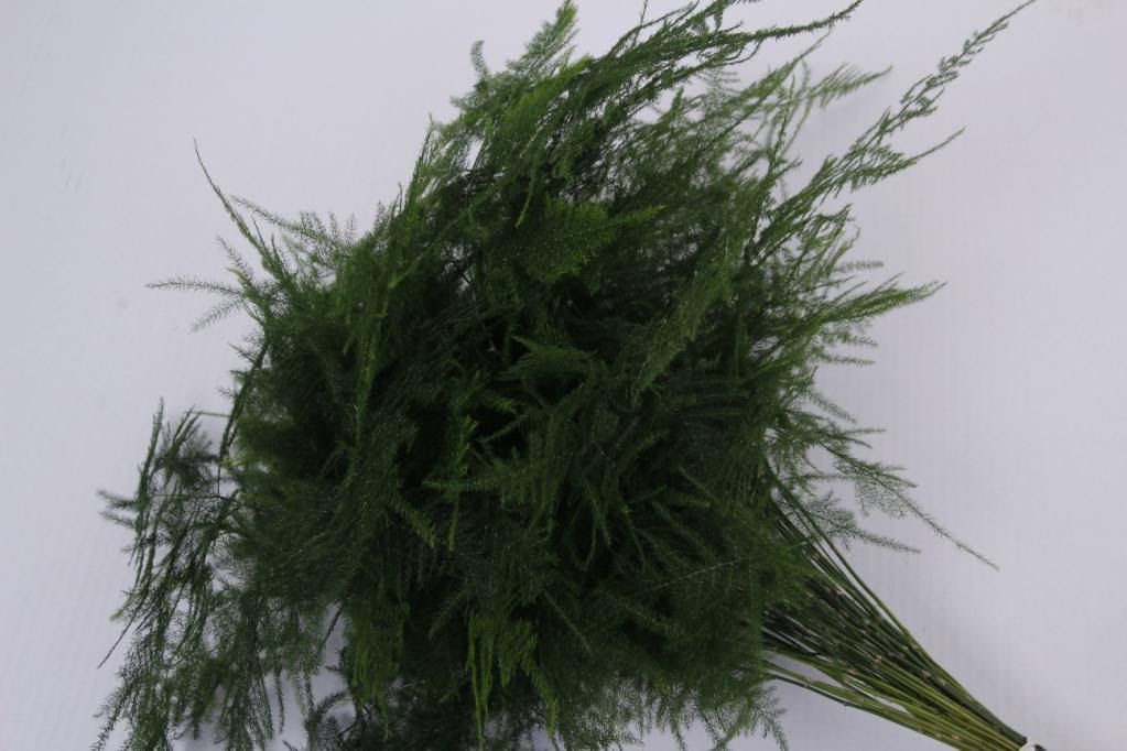 Asparagus Feathers 45cm