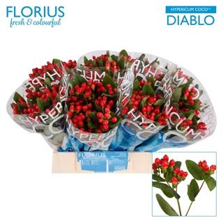 Hypericum 40cm -Coco Diablo