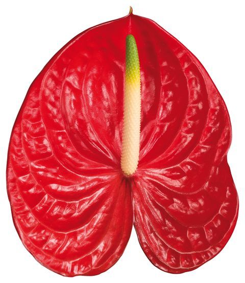 Anthurium - Arena