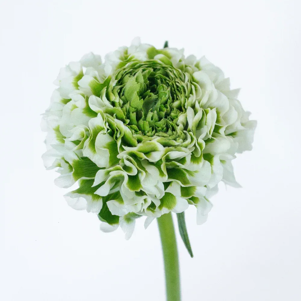 Ranunculus Ponpon Igloo 35cm