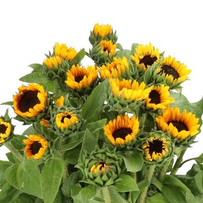 Sunflower Flame Select 60cm (10 stems)