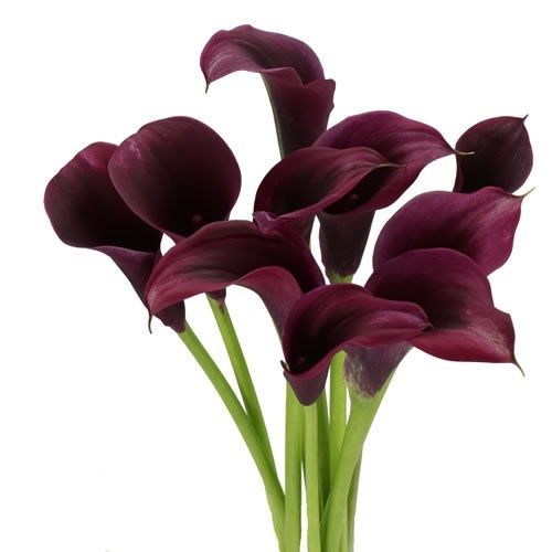 Mini Calla Lily- Durban 40cm