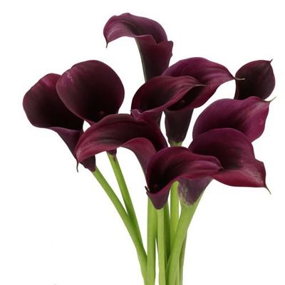 Mini Calla Lily- Durban 40cm