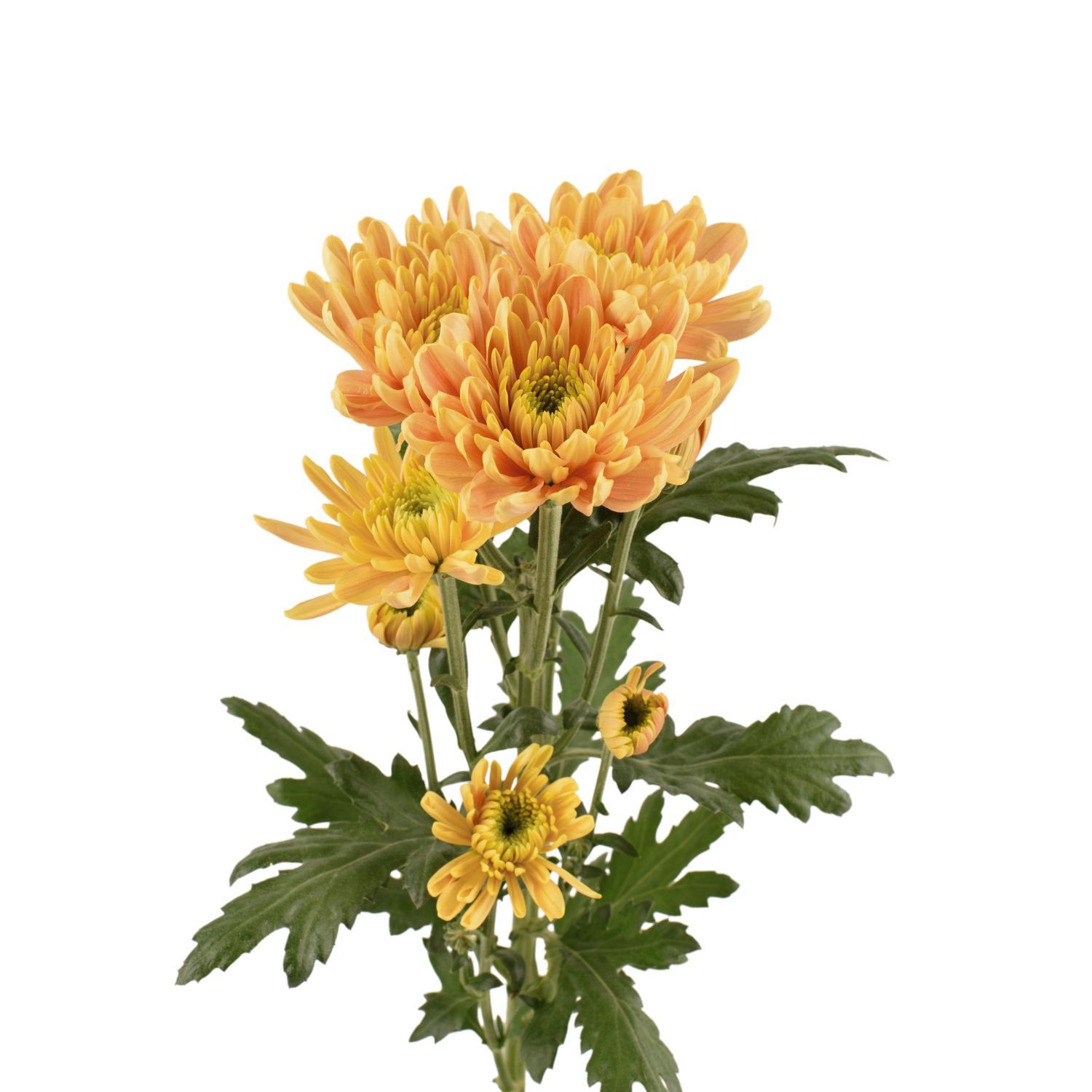 Chrysanthemum- Rossano Orange 70cm (10 Stems)