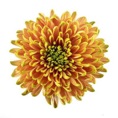 Chrysanthemum- Rossano Elizabeth 70cm (10 Stems)