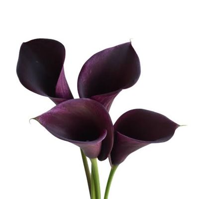 Mini Calla Lily- Arabian Night 40cm