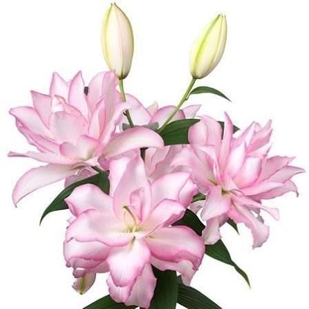 Double OR Lily Anushka (1 Bloom per stem)