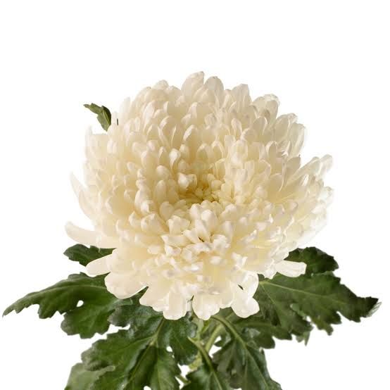 Chrysanthemum- Salvador 70cm (10 Stems)