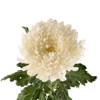 Chrysanthemum- Salvador 70cm (10 Stems)
