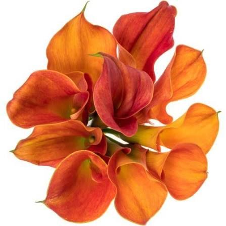 Mini Calla Lily- Sunset Passion 40cm