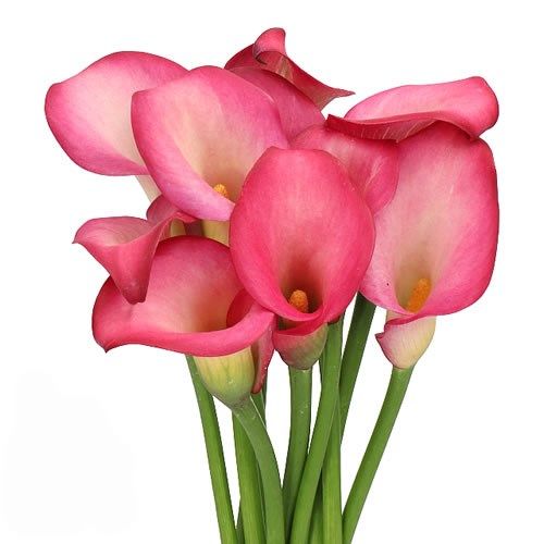 Mini Calla Lily- Pink Puppy 40cm