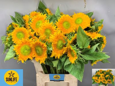 Helianthus Solano Double 70cm (5 Stem Bunch)