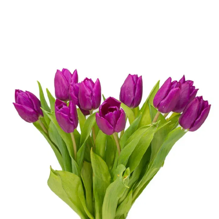 Purple Prince 40cm 35g