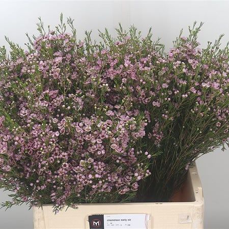 Waxflower Katrien 60cm