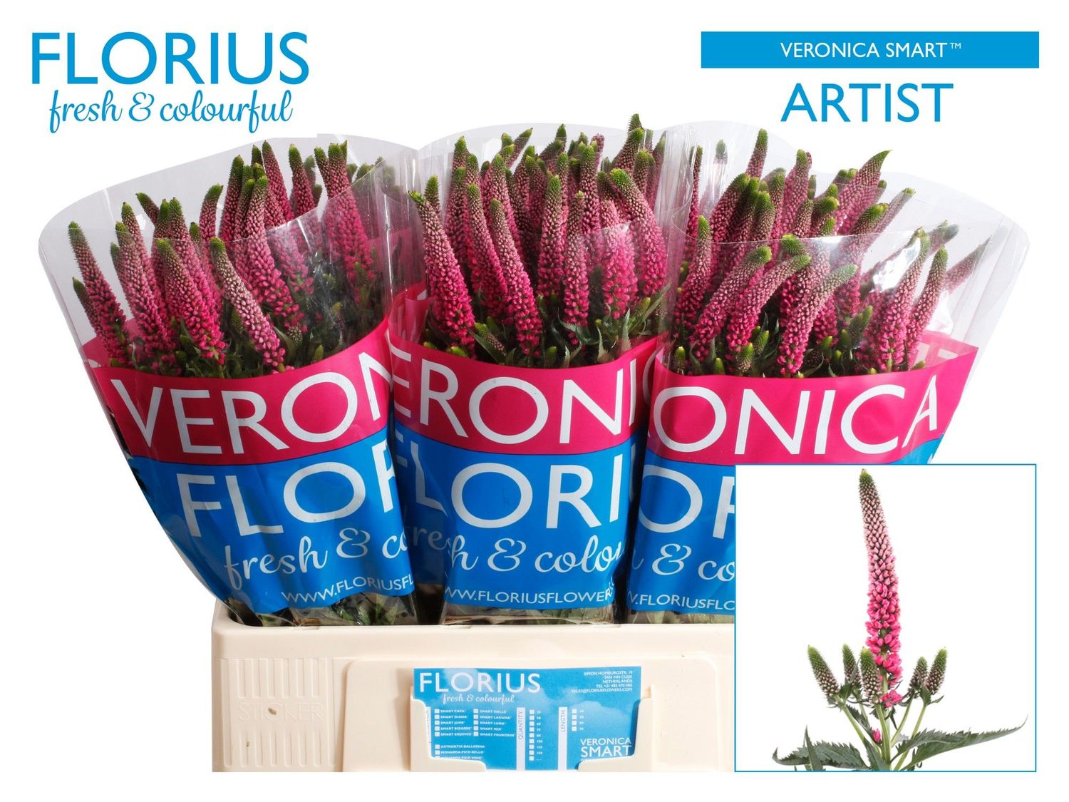 Veronica Smart Artist 60cm