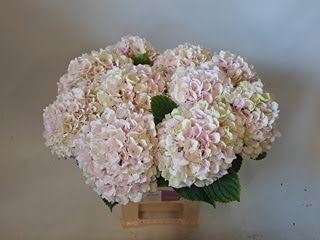 Hydrangea Verena Classic (Pink/Green) 60cm