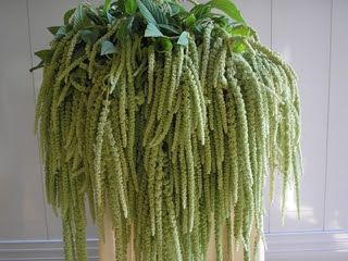 Amaranthus- Viridis 85cm
