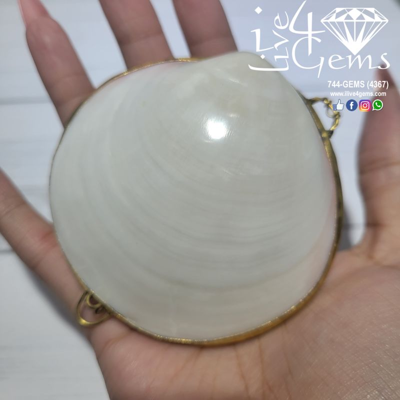Genuine Seashell Box Medium