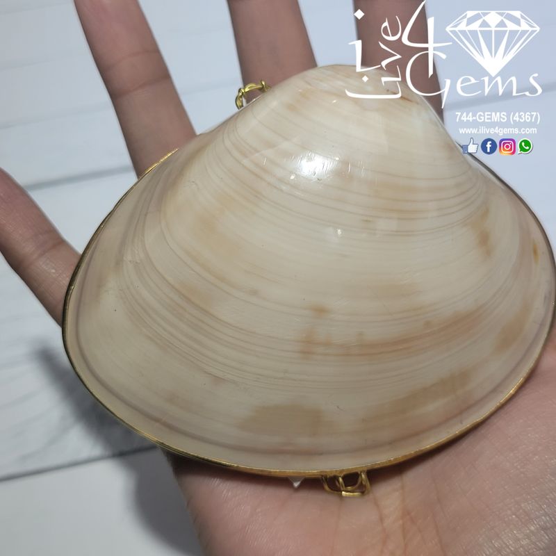 Genuine Seashell Box Large
