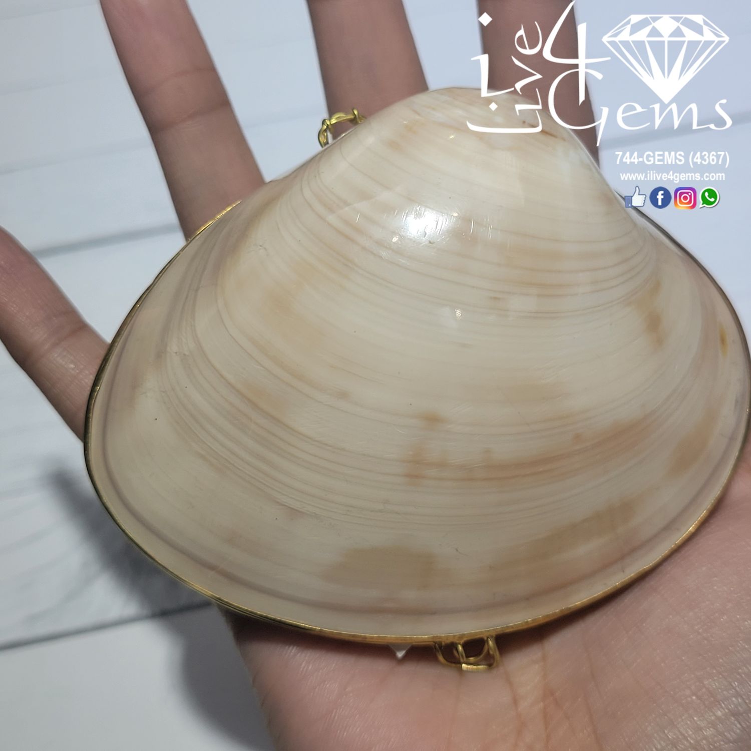 Genuine Seashell Box Large