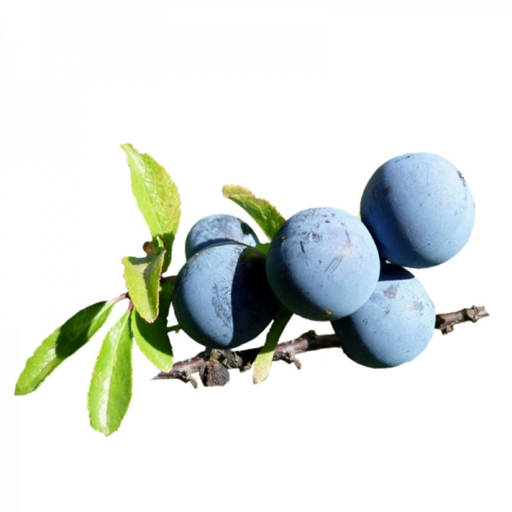 Porumbele (Prunus Spinosa)