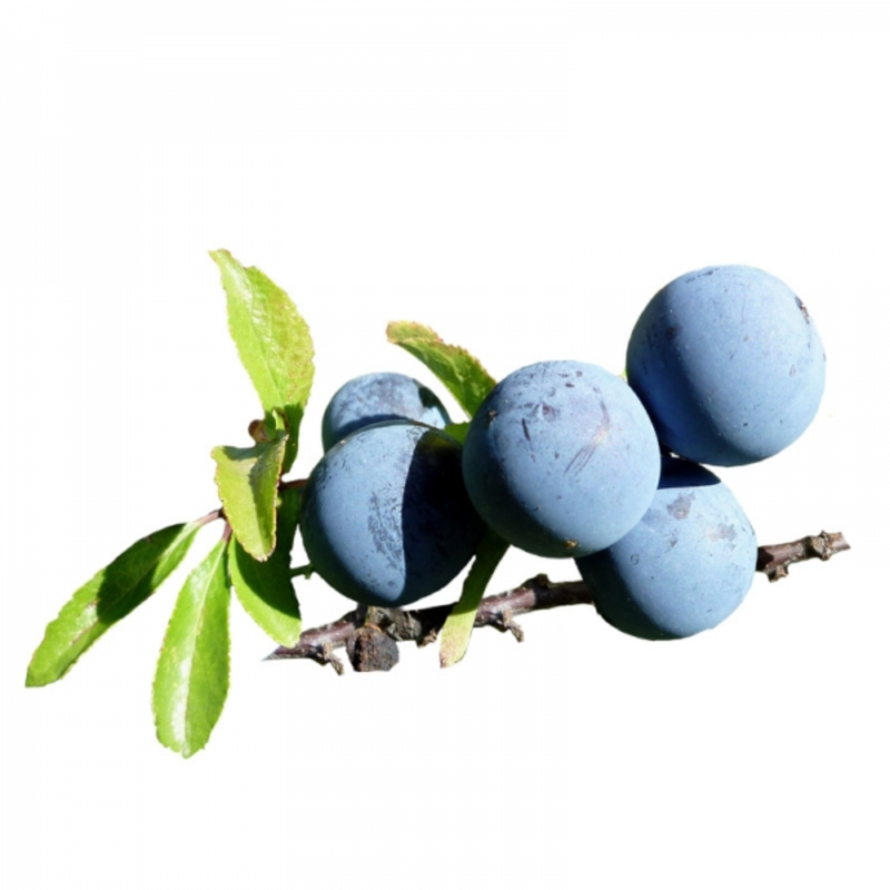 Porumbele (Prunus Spinosa)
