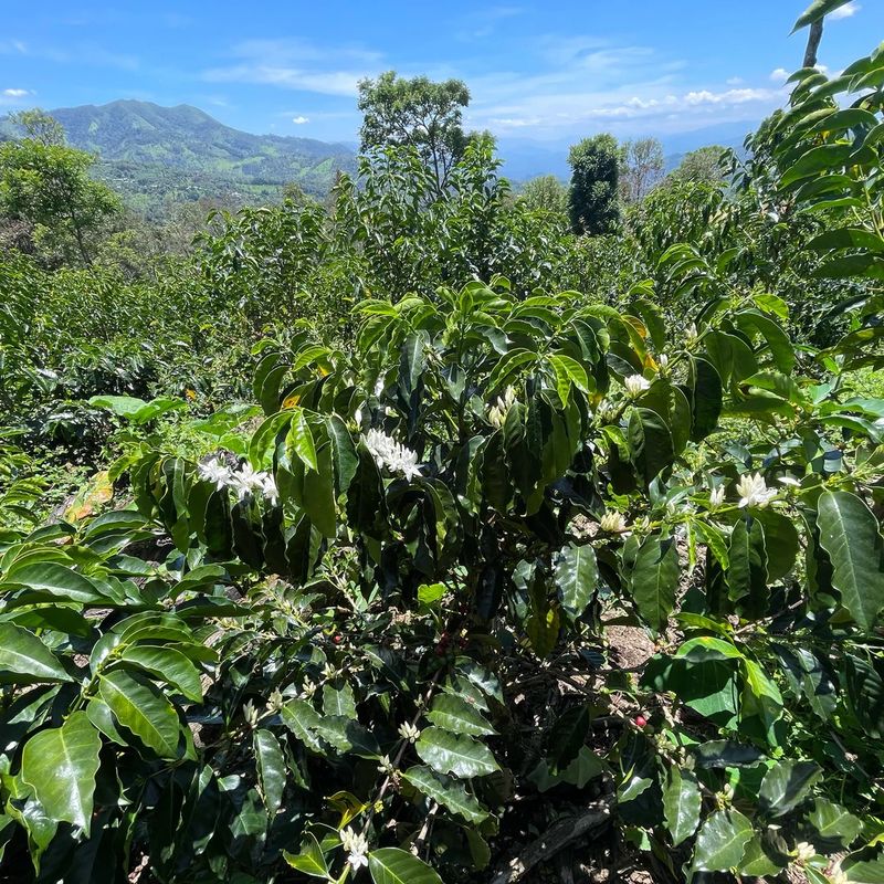 PERÙ San Ignacio