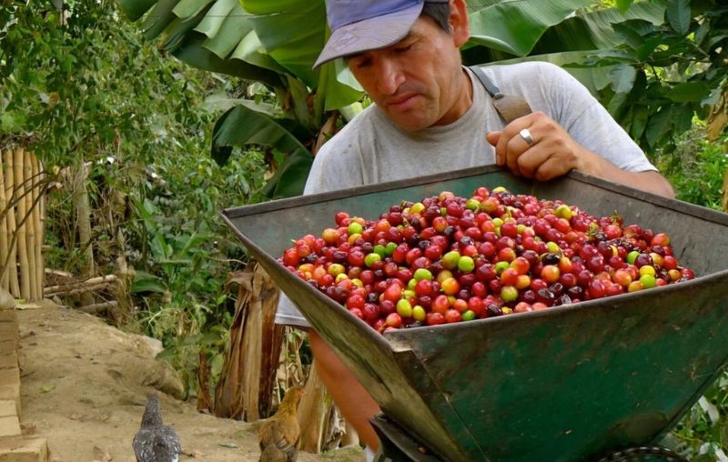 COLOMBIA La Colmena