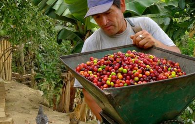 COLOMBIA La Colmena