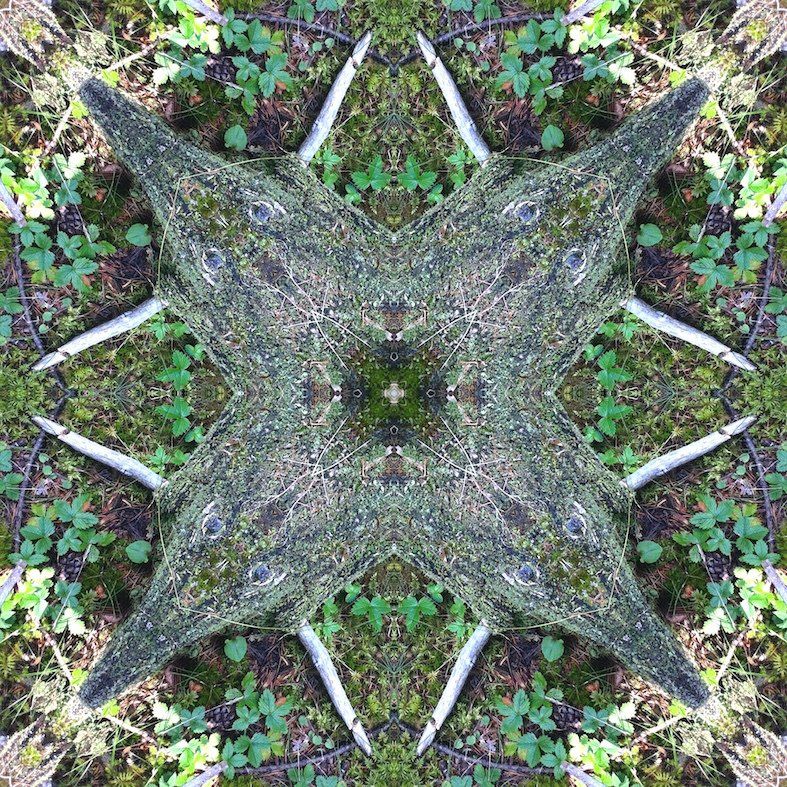 Le piège à loup 50 x 70 plexiglass
