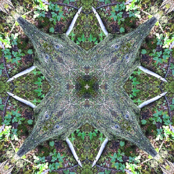 Le piège à loup  50 x 50 plexigalss