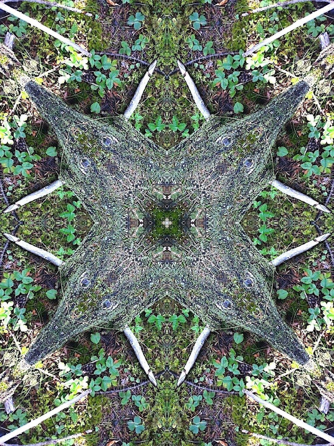 Le piège à loup 15 x 20 plexiglass Le piège à loup 15 x 20 plexiglass