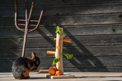 Futterbaum Futterbaum
