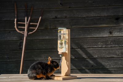 Hasentränke mit Glasflasche Hasentränke mit Glasflasche