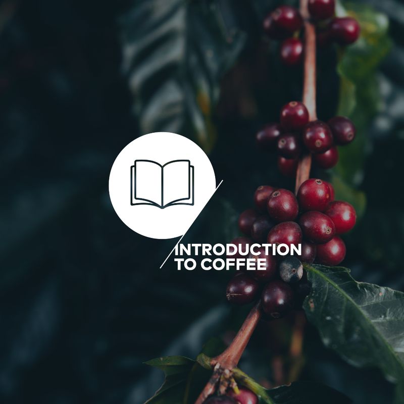 Introducción al café