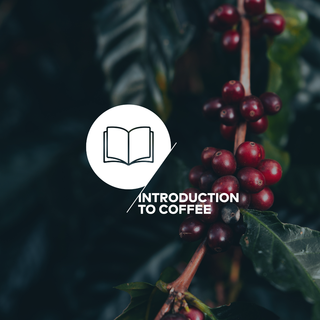 Introducción al café