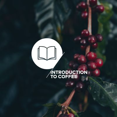 Introducción al café