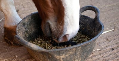 Horse Feed &amp; Supplements