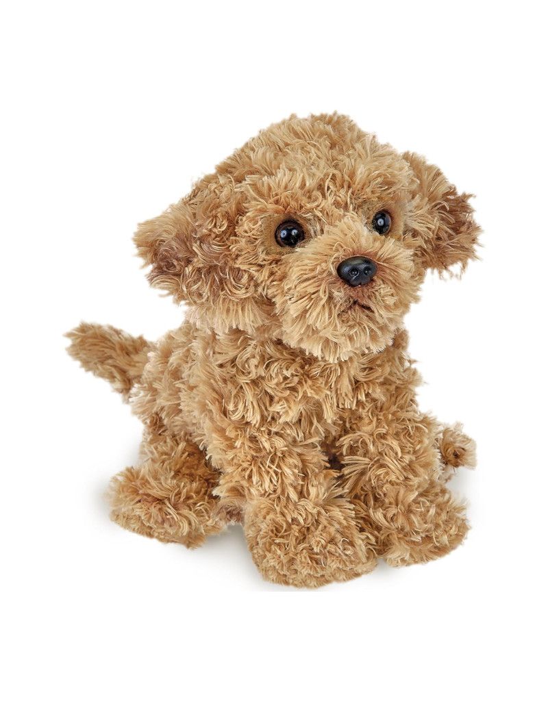 Lil&#39; Doodles the Labradoodle