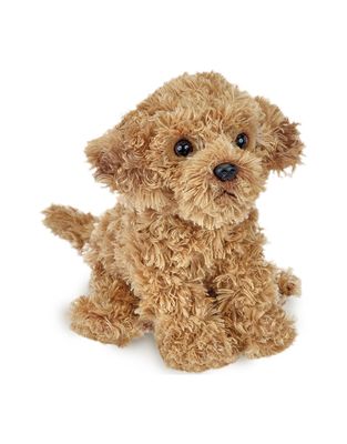 Lil&#39; Doodles the Labradoodle