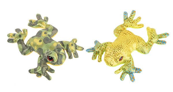 Rainforest Animals- Frog